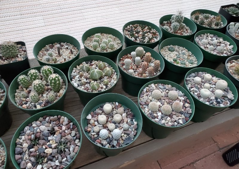 VARIOUS cactus