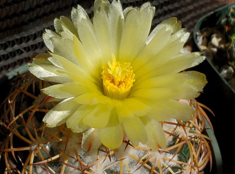 Coryphantha retusa