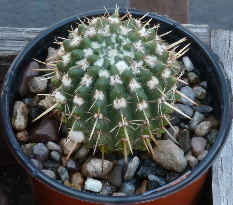 2021-4-5 Parodia mammulosa ssp. submammulosa.jpg