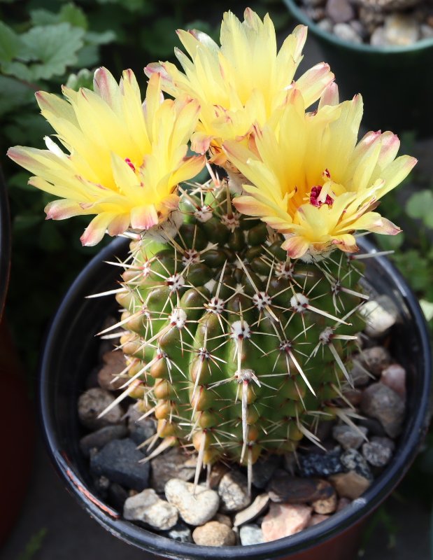 2022-6-20 Parodia mammulosa ssp. submammulosa 2.JPG