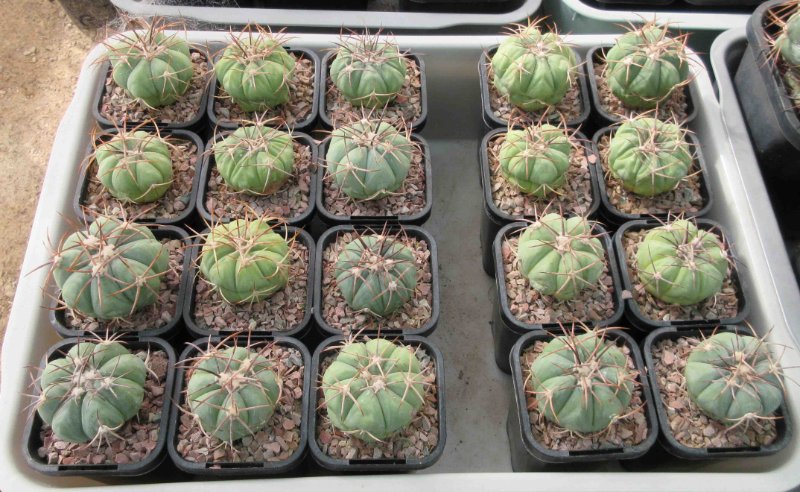 E. horiznthalonius in 6.5 cm pots