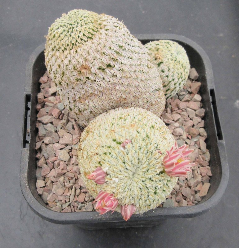 Mammillaria pectinifera