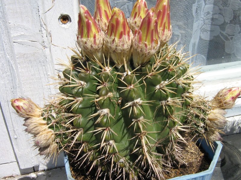 Parodia_mammulosa-007.JPG