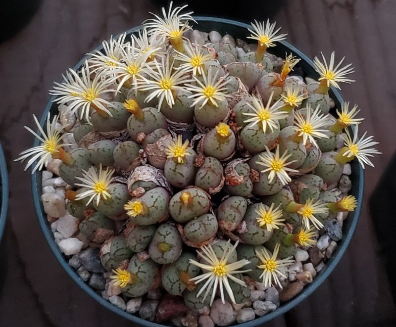 conophytum piluliforme