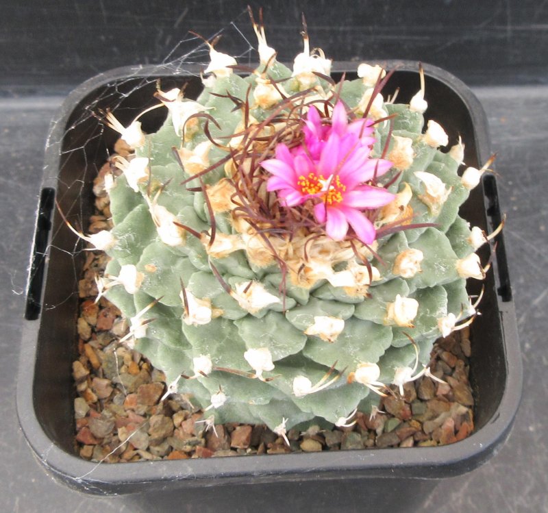 Turbinicarpus alonsoi