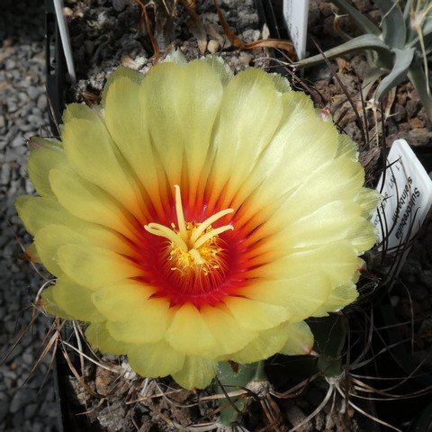 Astrophytum capricorne v minor 02.JPG