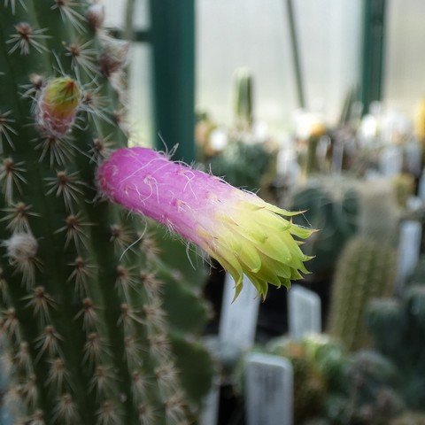 Cleistocactus ferrarii 01.JPG