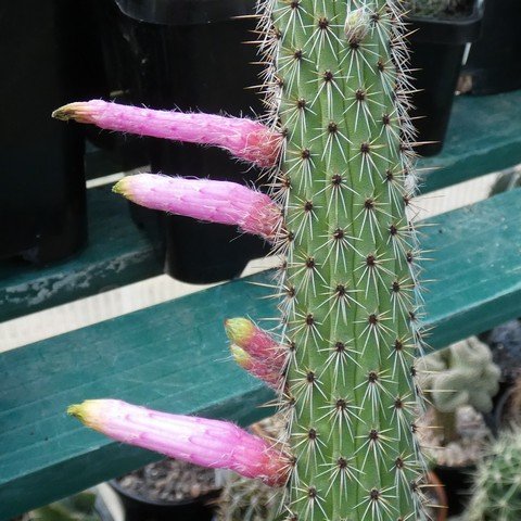 Cleistocactus ferrarii 02.JPG