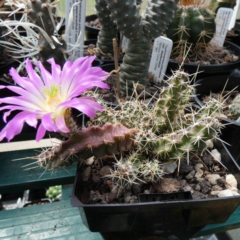 Echinocereus berlandieri 01.JPG