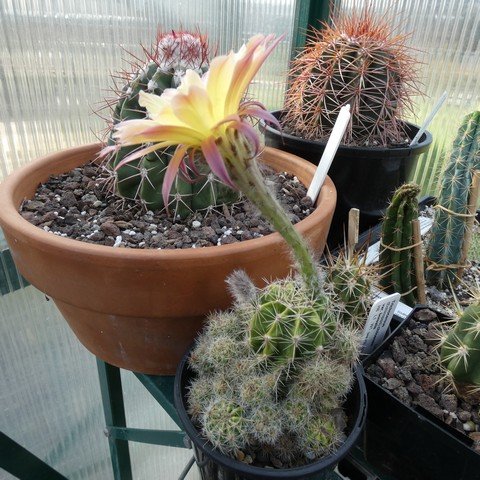 Echinopsis hybrid 0101.JPG