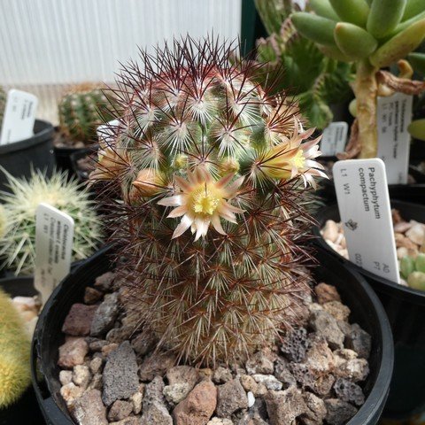 Mammillaria microchelia 01.JPG