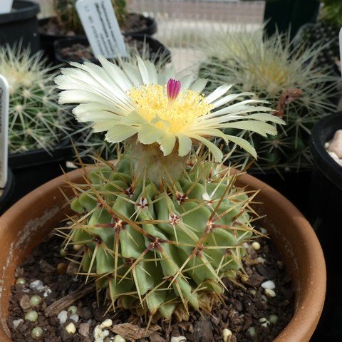 Parodia buiningii 01.JPG