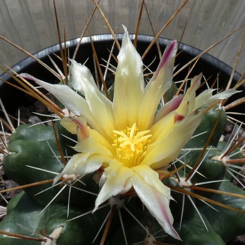 Thelocactus conothelos 02.JPG