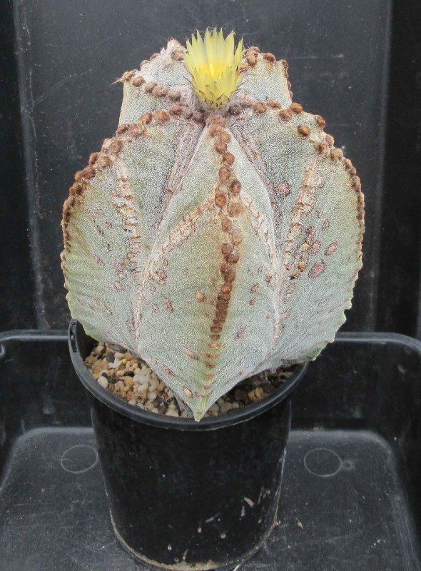 A. myriostigma