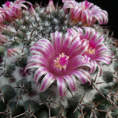 Mammillaria hahniana ssp woodsii 22100702.JPG