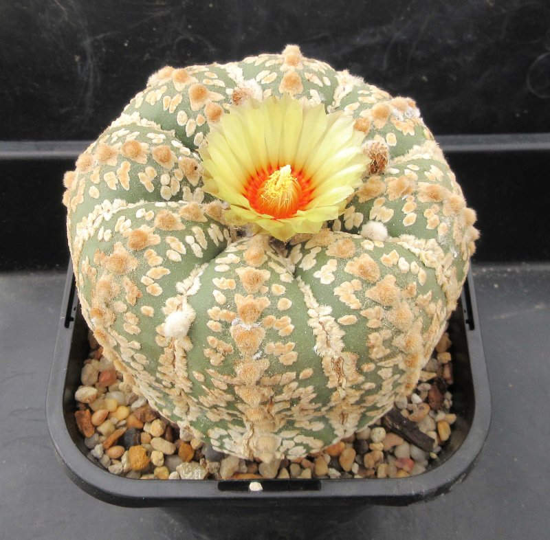 Astrophytum asterias cv super kabuto