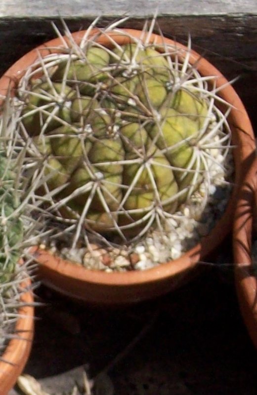 rsz_2009-6-28_gymnocalycium_sp.jpg