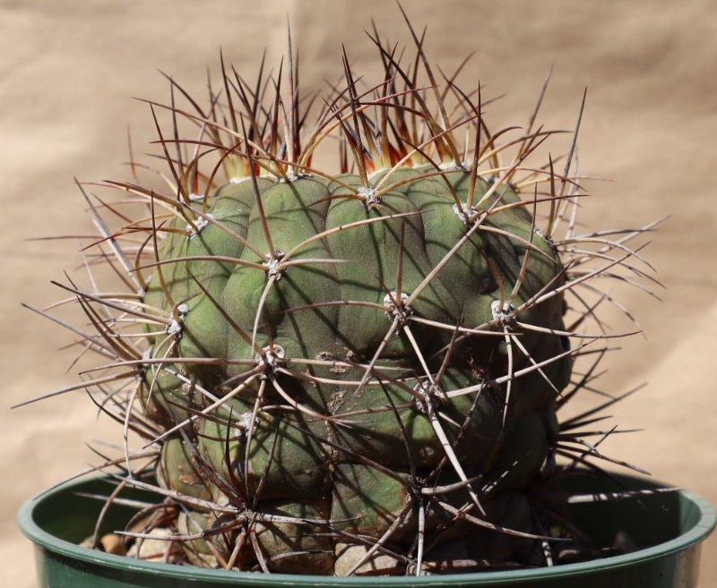 rsz_2022-9-21_gymnocalycium_sp_2.jpg