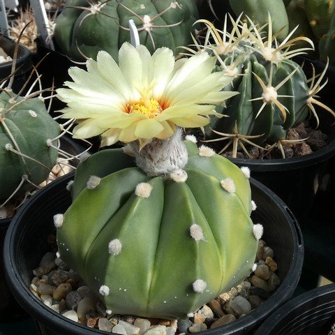 Astrophytum hybrid AS-CAP 22101601.JPG