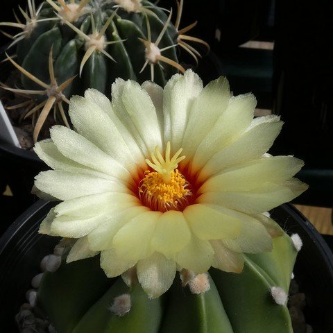 Astrophytum hybrid AS-CAP 22101602.JPG