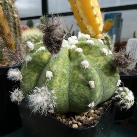 Echinopsis subdenudata f variegata 22101601.JPG