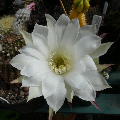 Echinopsis subdenudata f variegata 22101602.JPG