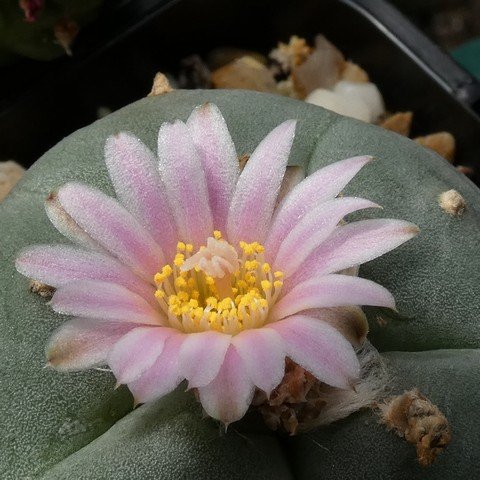 Lophophora williamsii 22101702.JPG