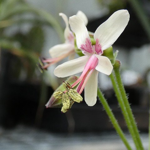 Pelargonium carnosum 22101702.JPG