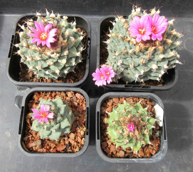 Turbinicarpus alonsoi