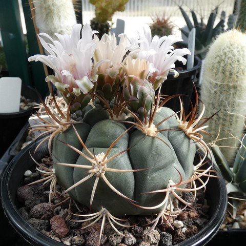 Gymnocalycium pflanzii 22101801.JPG