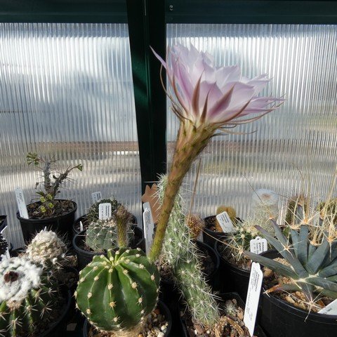 Echinopsis oxygona 22102001.JPG