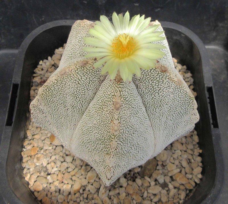 Astrophytum myriostigma cv Onzuka