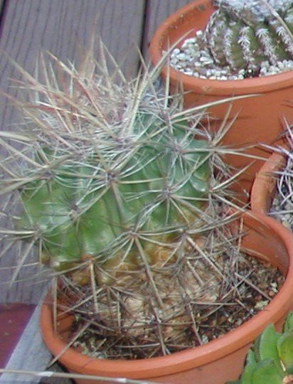 2010-4-1 Marie's cactus from work 1.jpg