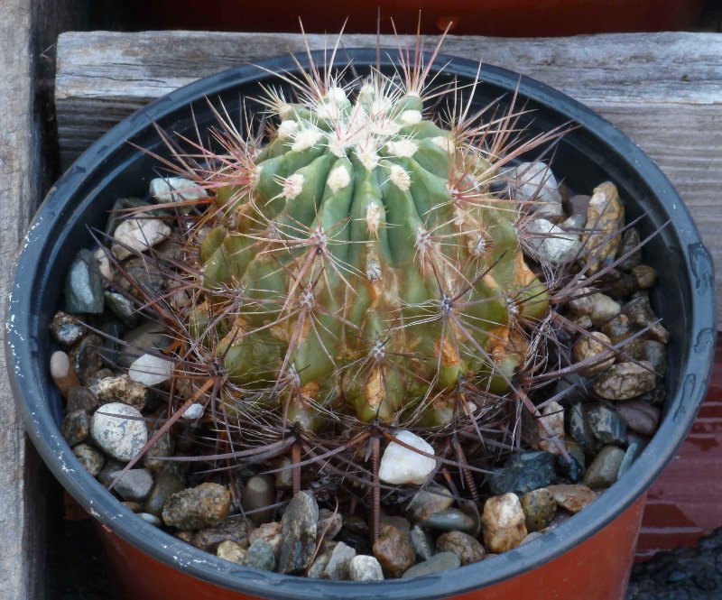 2021-4-5 Marie's cactus.jpg