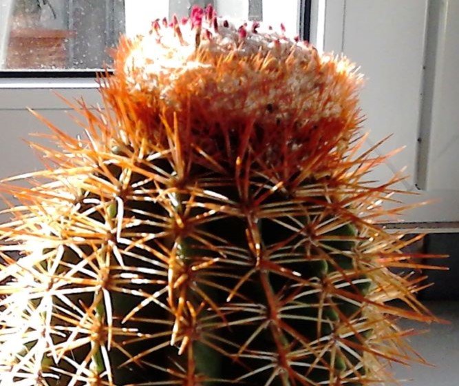 Melocactus_ssp1.JPG