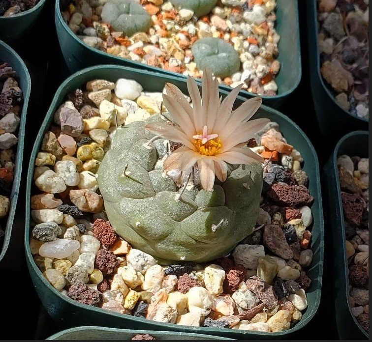 Turbinicarpus jauernigii