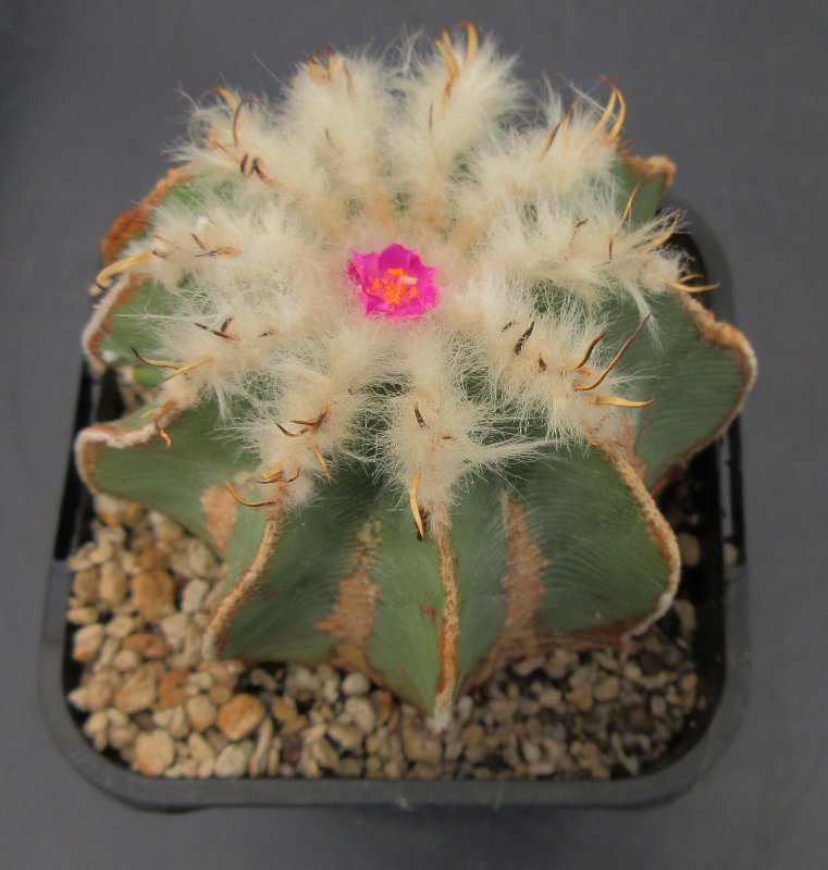 A. hintonii