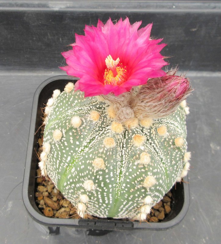 Astrophytum hybrid, capricorne x red flowering asterias