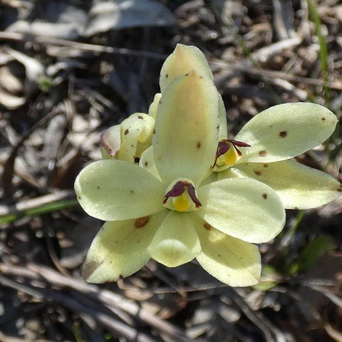 Rabbit Ears Sun-orchid Thelymitra antennifera 22102404.JPG