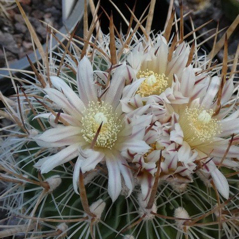 Stenocactus sulphureus 22110802.JPG