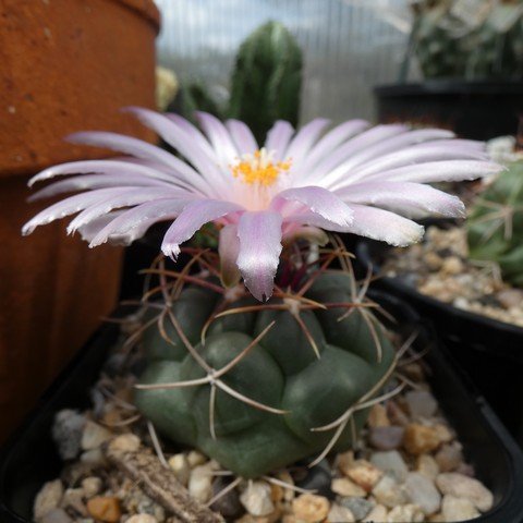 Thelocactus hexaedrophorus 22110901.JPG