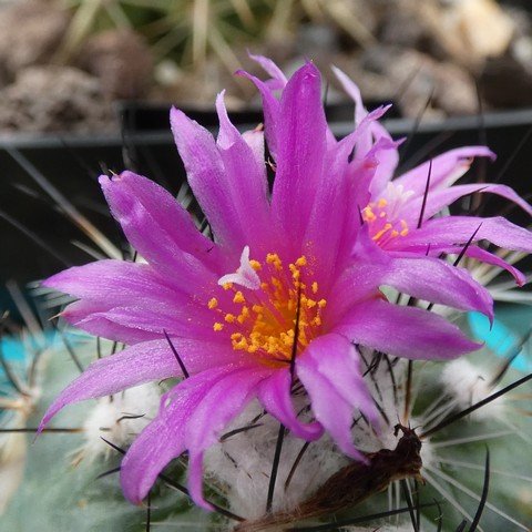 Turbinicarpus viereckii 22110102.JPG