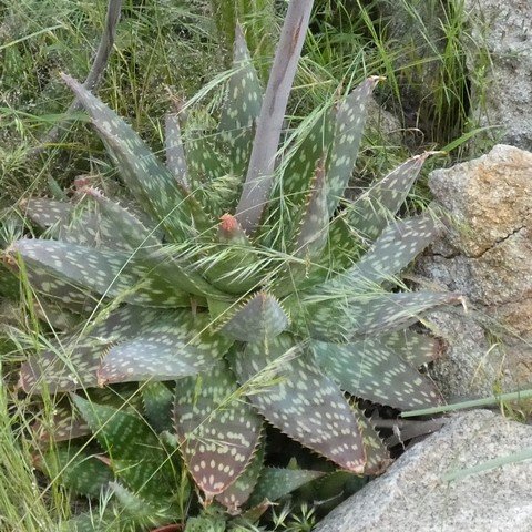 Aloe maculata 22110801.JPG