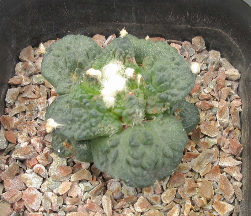 Ariocarpus hybrid