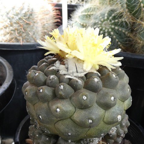 Copiapoa hypogaea var barquitensis 22110901.JPG