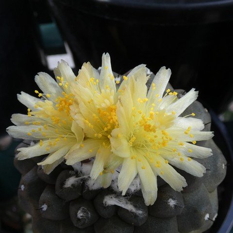 Copiapoa hypogaea var barquitensis 22110902.JPG