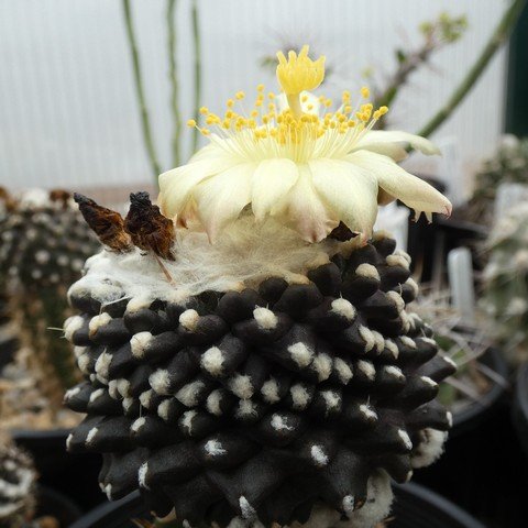 Copiapoa tenuissima f monstrose 22110101.JPG