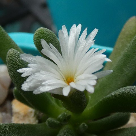 Delosperma esterhuyseniae 22110102.JPG