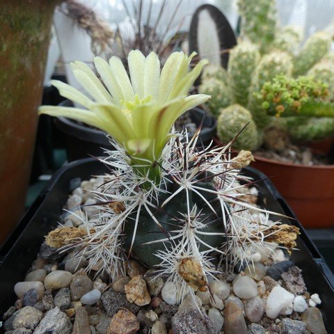 Echinocereus viridiflorus var davisii 22110801.JPG