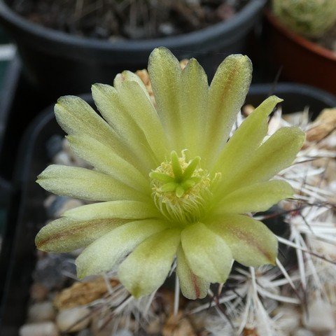 Echinocereus viridiflorus var davisii 22110802.JPG